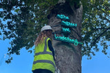 The Trees Are Watching Installation