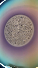 Meteorite Auric Field - Oumuamua